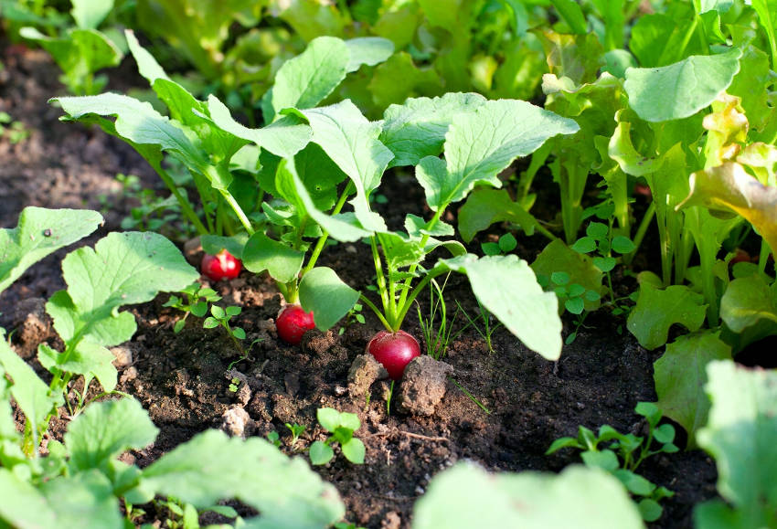 Growing radishes